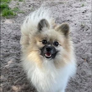 Meet your Posher, Kendal